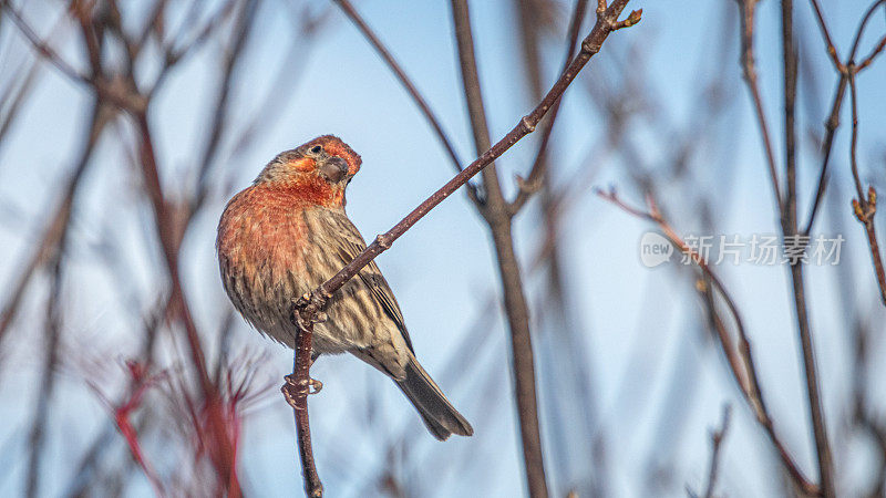 family roselin male，(墨西哥嗜血)，male house finch，墨西哥Camachuelo。